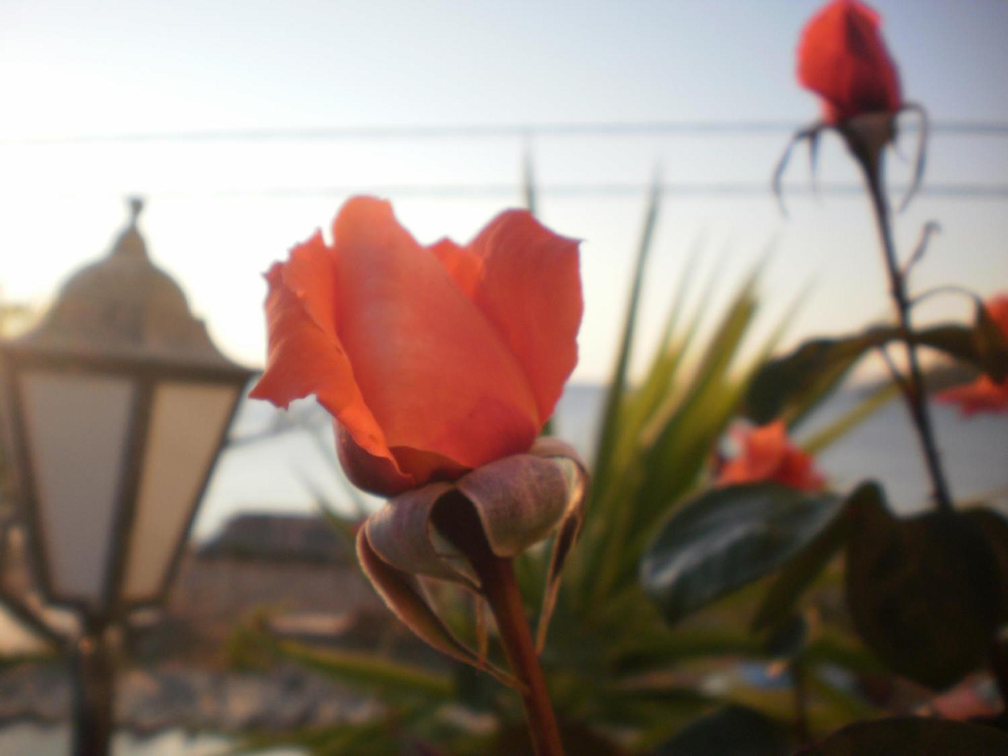 Apartmán Dimitra Petra  Exteriér fotografie
