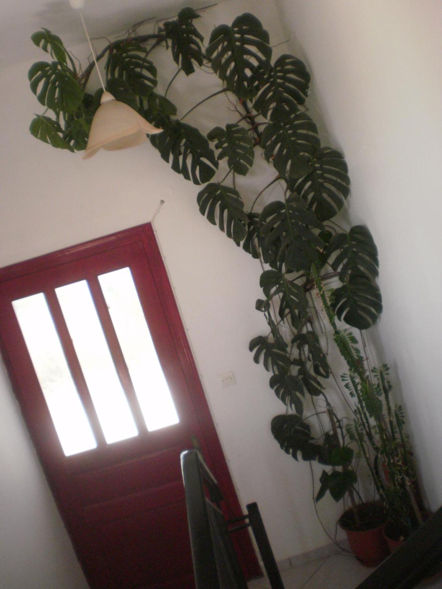 Apartmán Dimitra Petra  Exteriér fotografie
